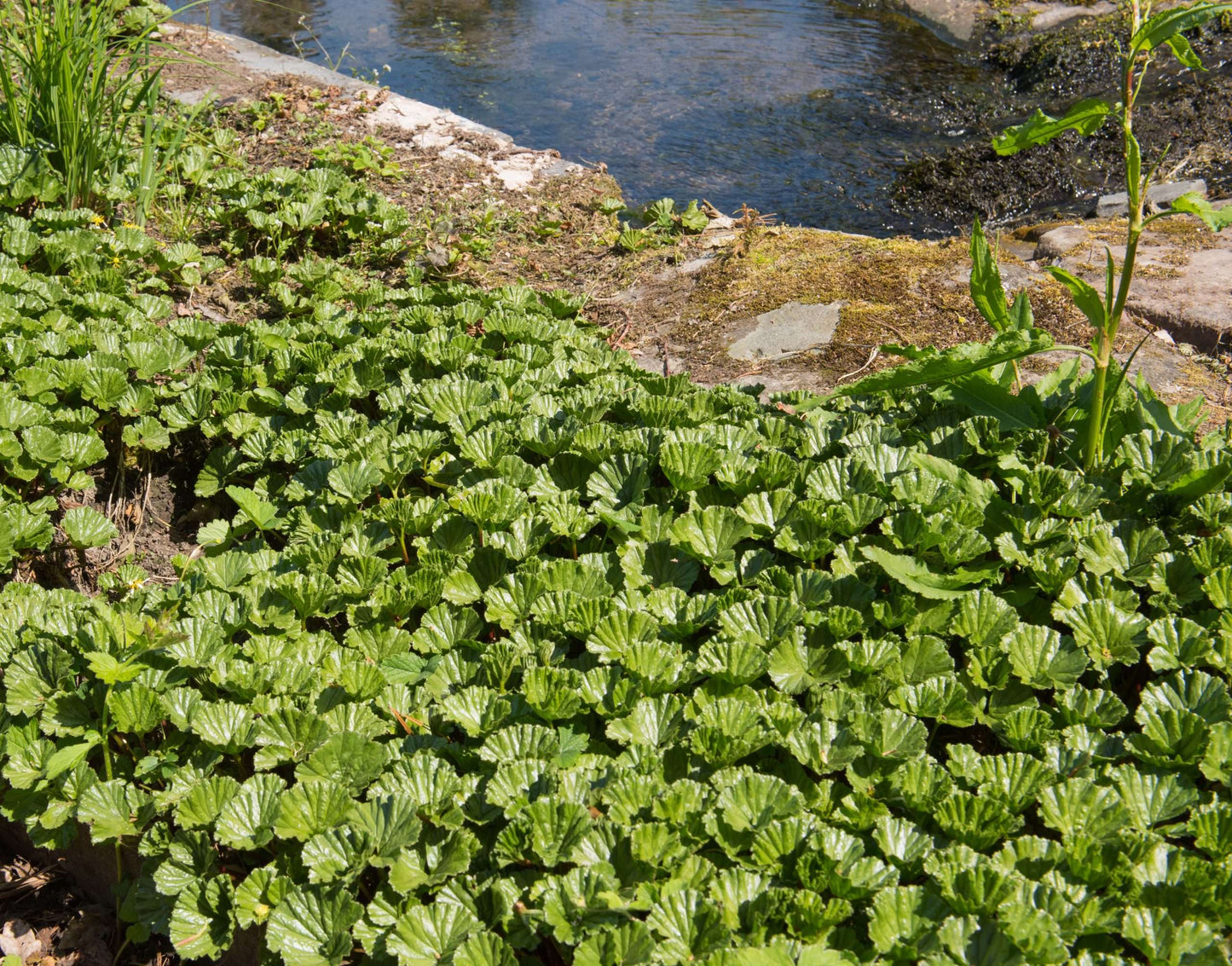 Gunnera magellanica (Devil’s strawberry) - Marginal Pond Plants - BP043