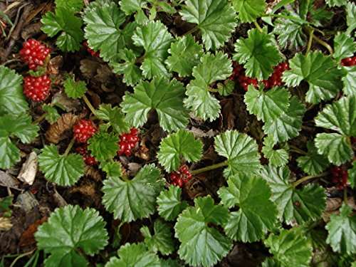 Gunnera magellanica (Devil’s strawberry) - Marginal Pond Plants - BP043
