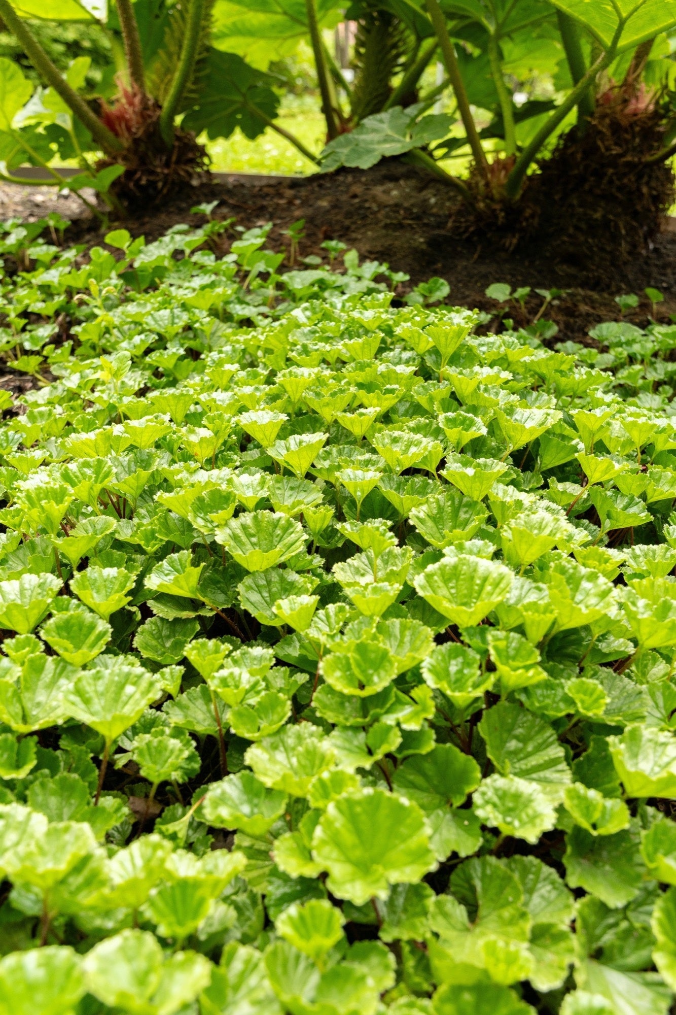 Gunnera magellanica (Devil’s strawberry) - Marginal Pond Plants - BP043