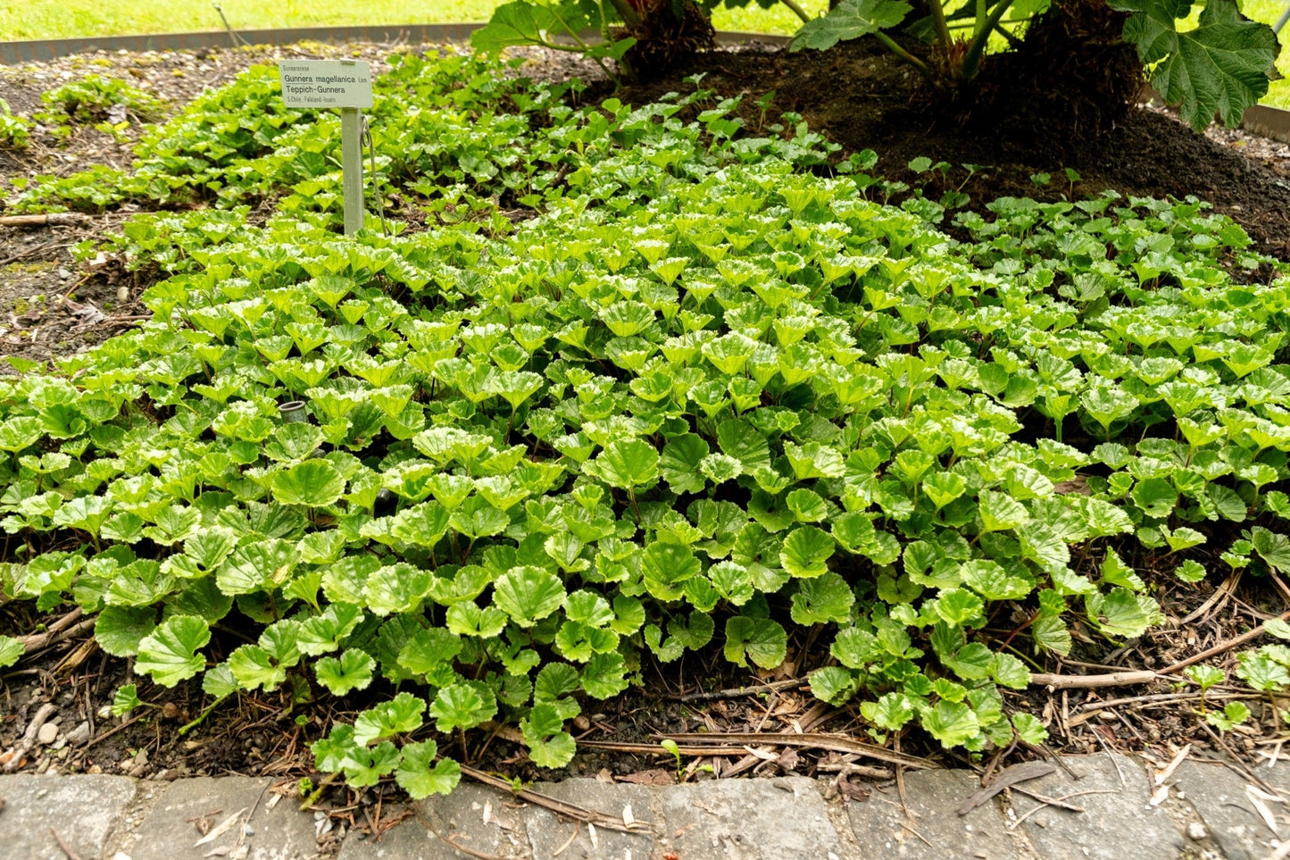 Gunnera magellanica (Devil’s strawberry) - Marginal Pond Plants - BP043