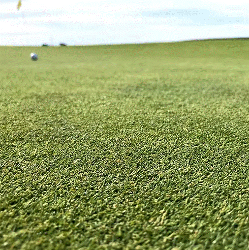 HG.2 Creeping Bent Grass Seed Mix (HG2)