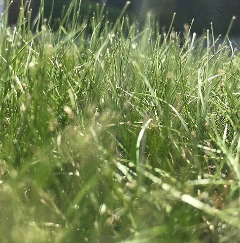 HL.10 Heathland, Acidic & Peat Soils Grass Seed Mix (HL10)
