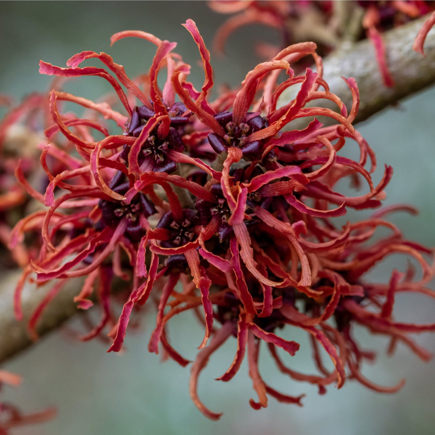 Hamamelis - Rubin (Witch Hazel) 2L / 5L