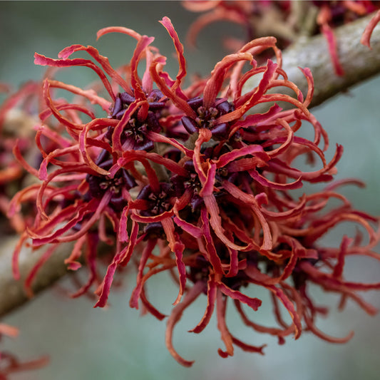 Hamamelis - Rubin (Witch Hazel) 2L / 5L