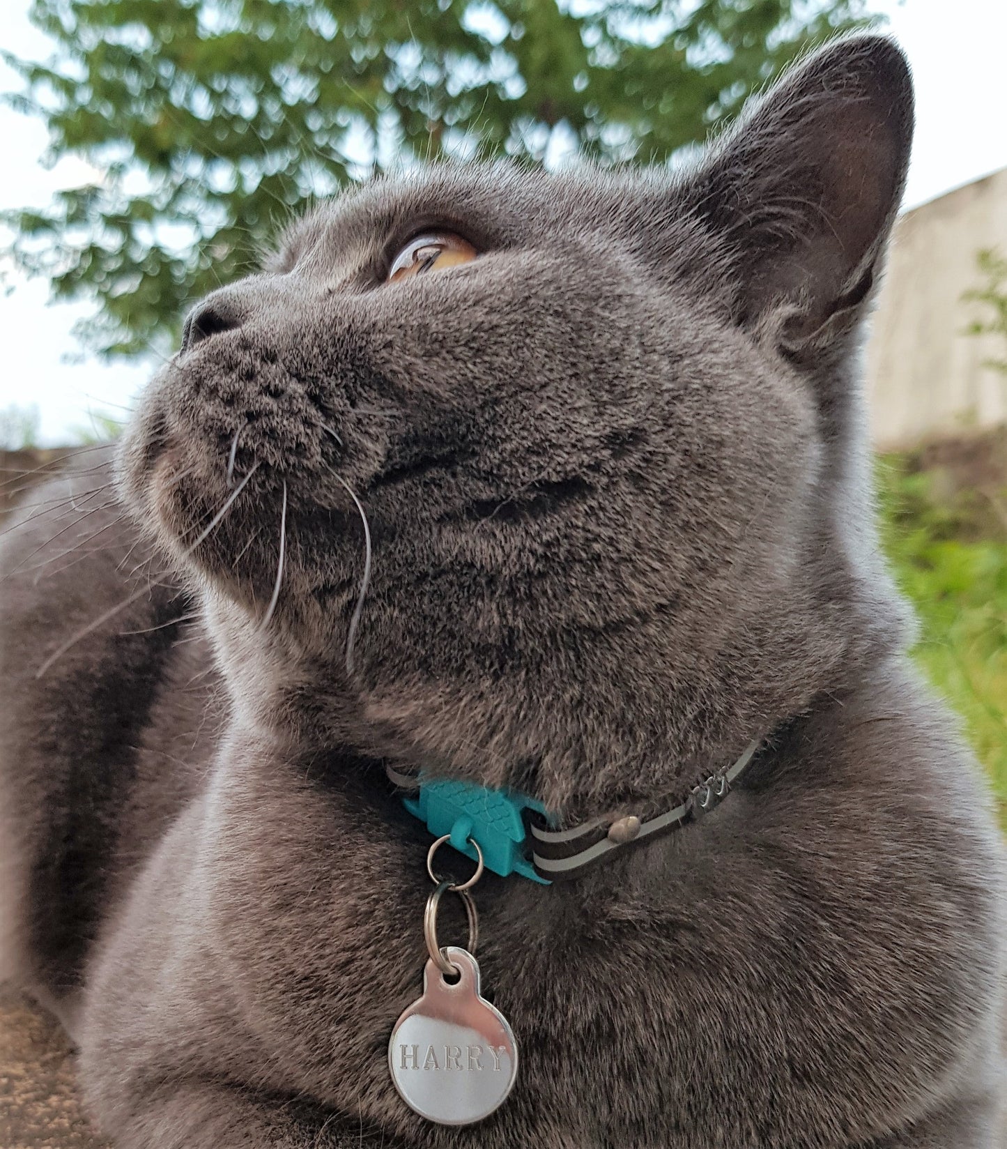 KITTYRAMA HAVANA CAT COLLAR - Quick Release, Breakaway, Hypoallergenic