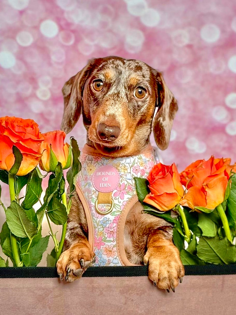Pastel Petals - Dog Harness (XXS-XS)