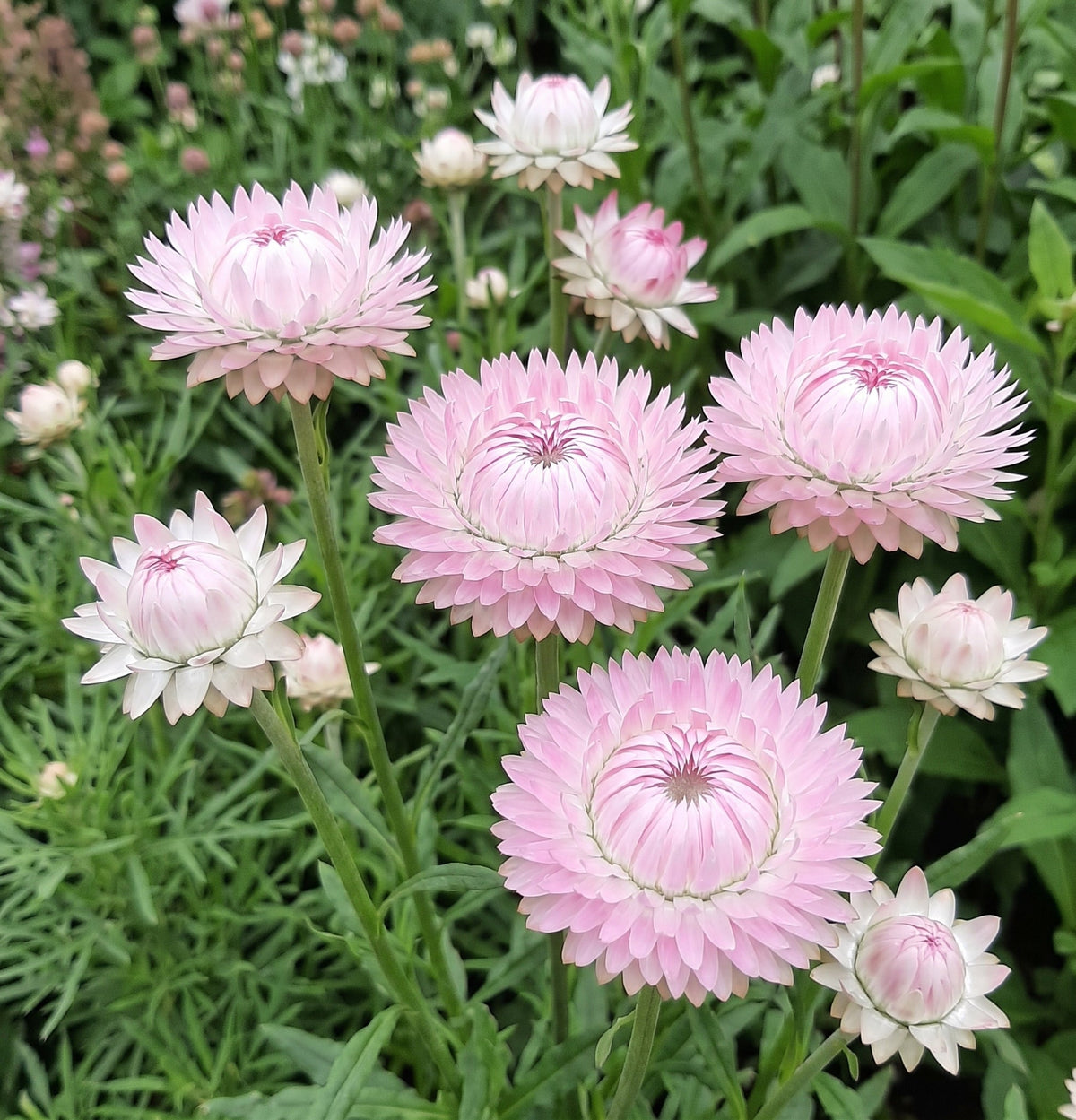 Strawflower Silvery Rose