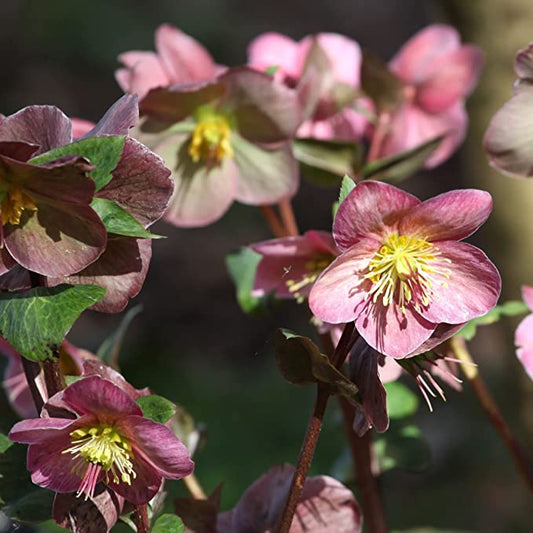 Hellebore/Helleborus orientalis - Pink (9cm)