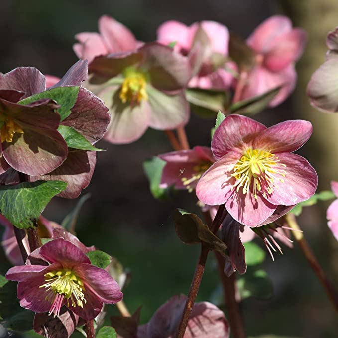 Mix of 3 Helleborus / Hellebore (3 x 9cm Pots)