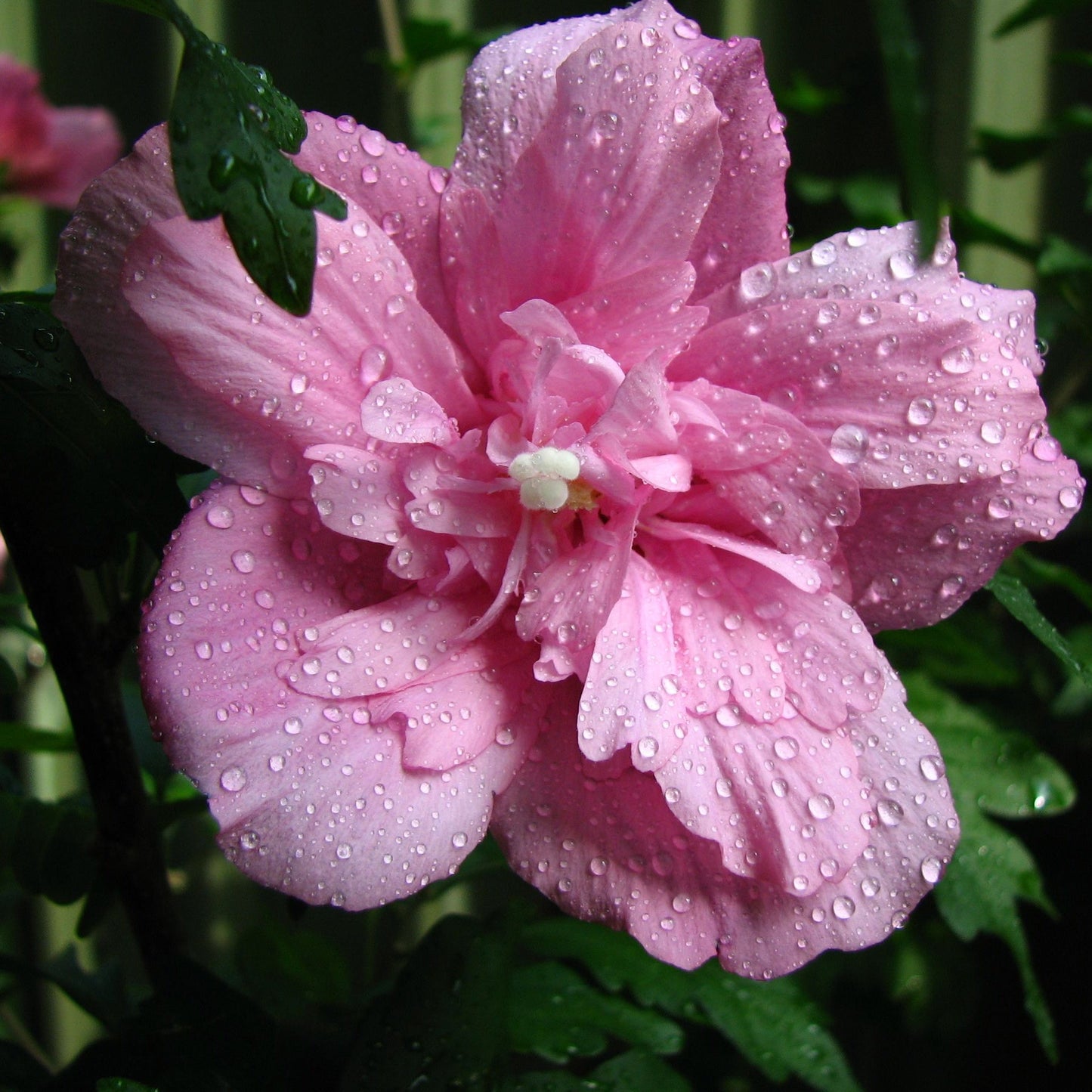 Hibiscus syriacus 'Ardens' 1.5L / 2L