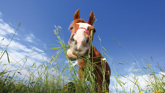 Horse and Pony Rye Free (5+ years)