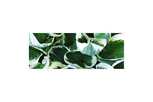 Hosta for. 'Patriot' - Marginal Pond Plants - BP047