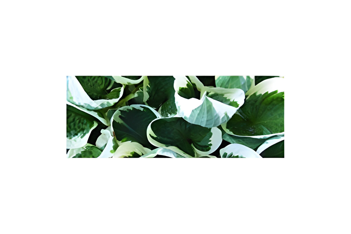 Hosta 'Patriot'