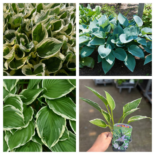 Mix of 3 x Hostas 9cm