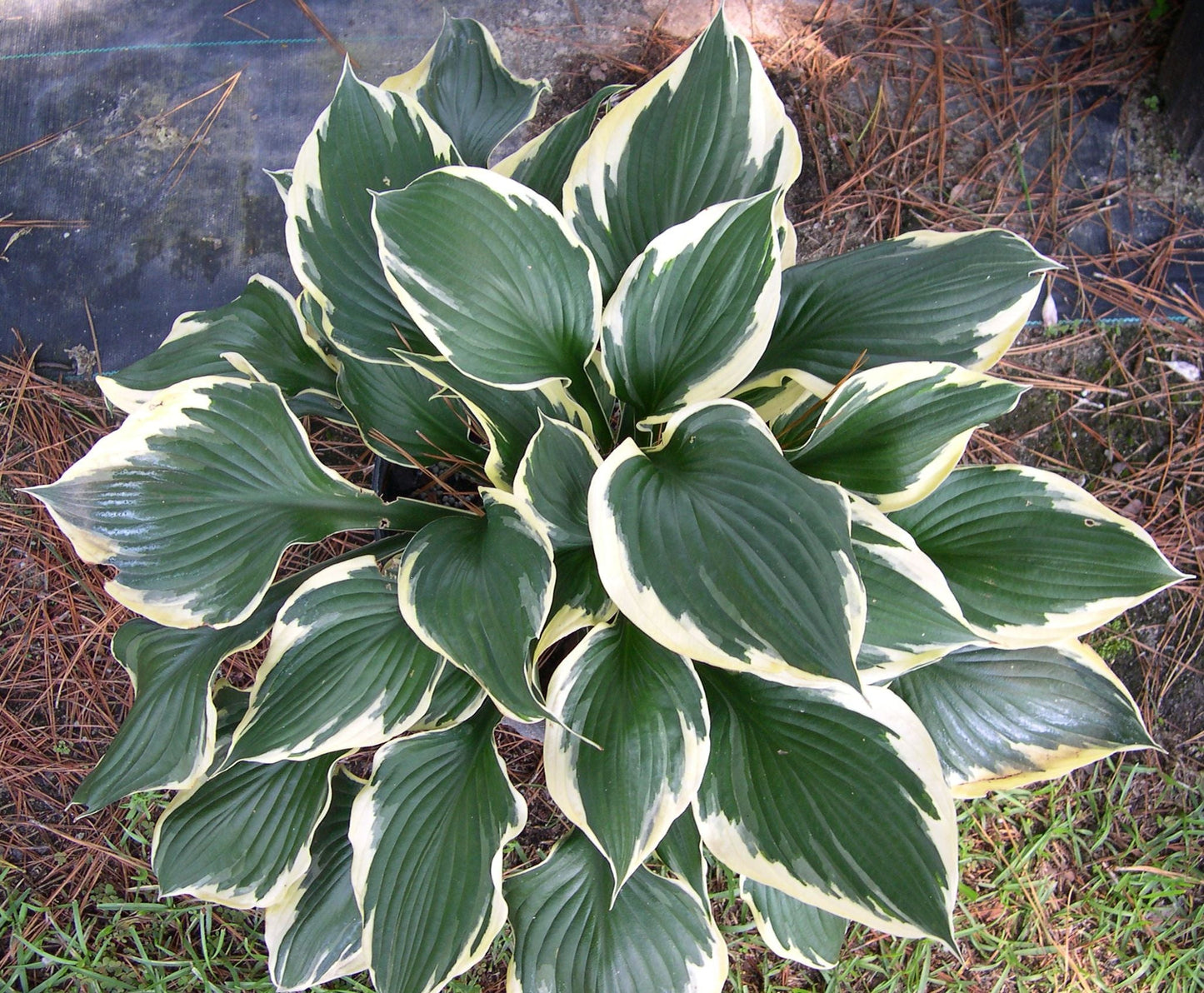 Hosta Patriot - BP047 Packs