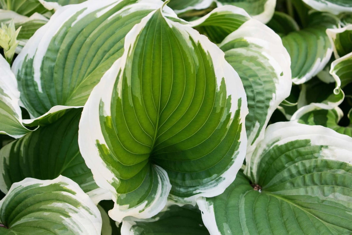 Hosta 'Patriot'