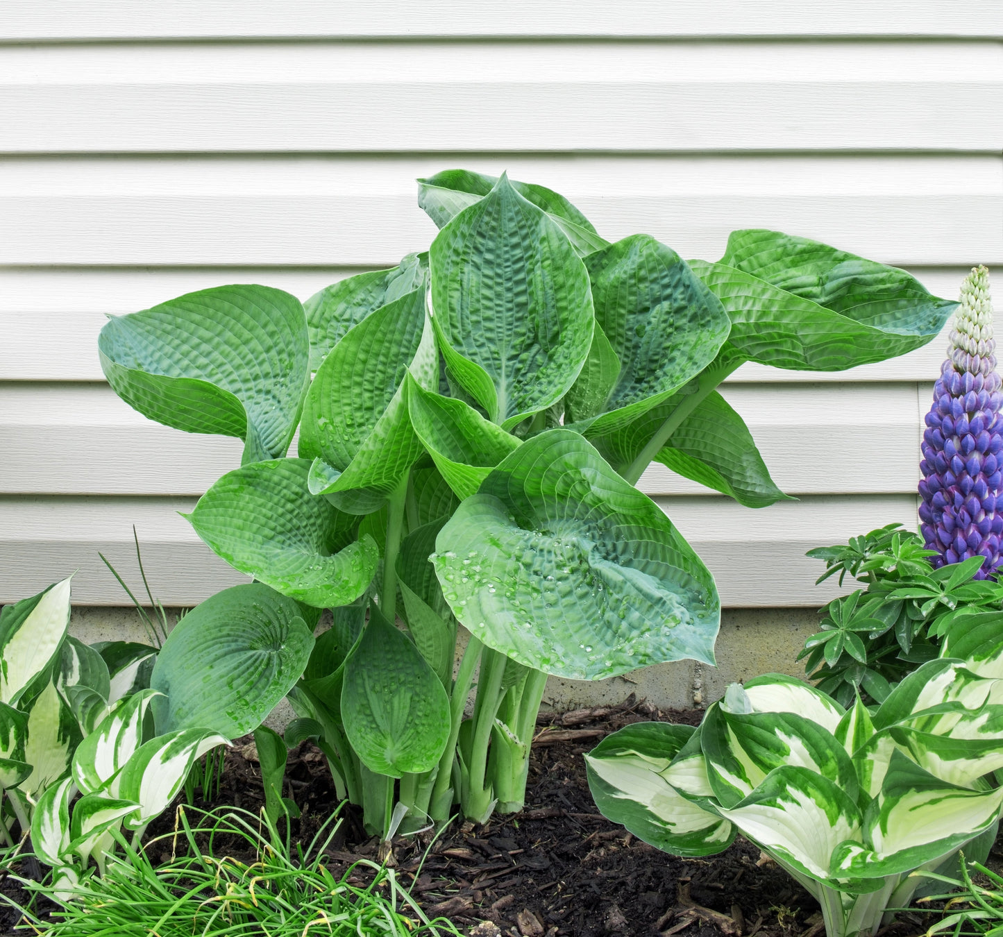 Hosta abiqua 'Drinking Gourd' - BP045 Packs