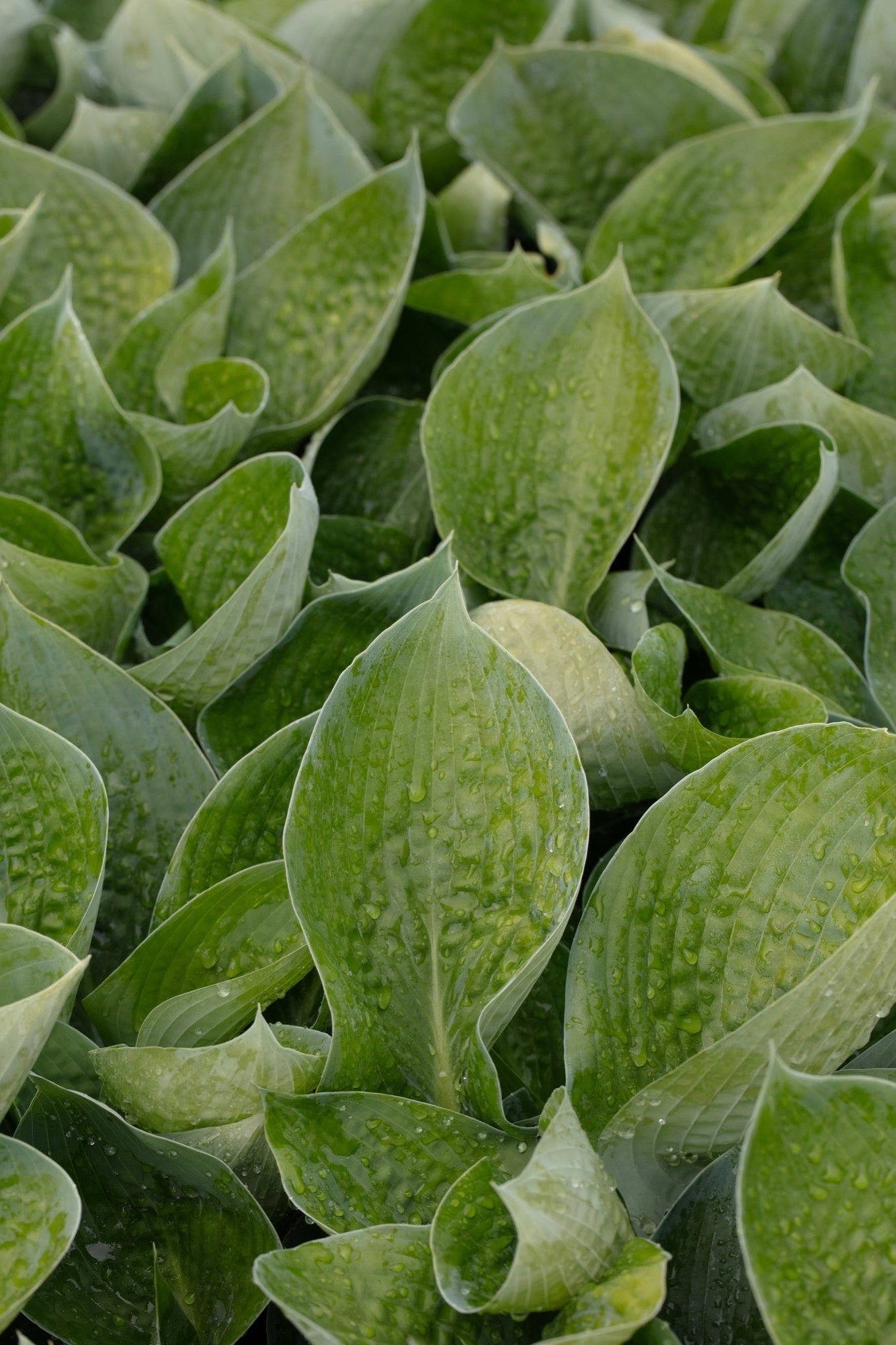 Hosta abiqua 'Drinking Gourd' - Marginal Pond Plants - BP045