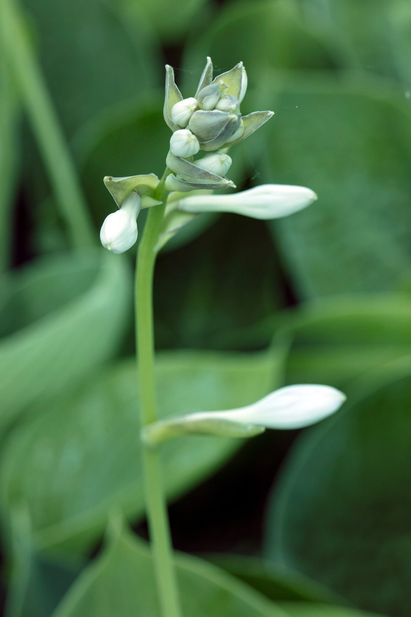 Hosta abiqua 'Drinking Gourd' - Marginal Pond Plants - BP045