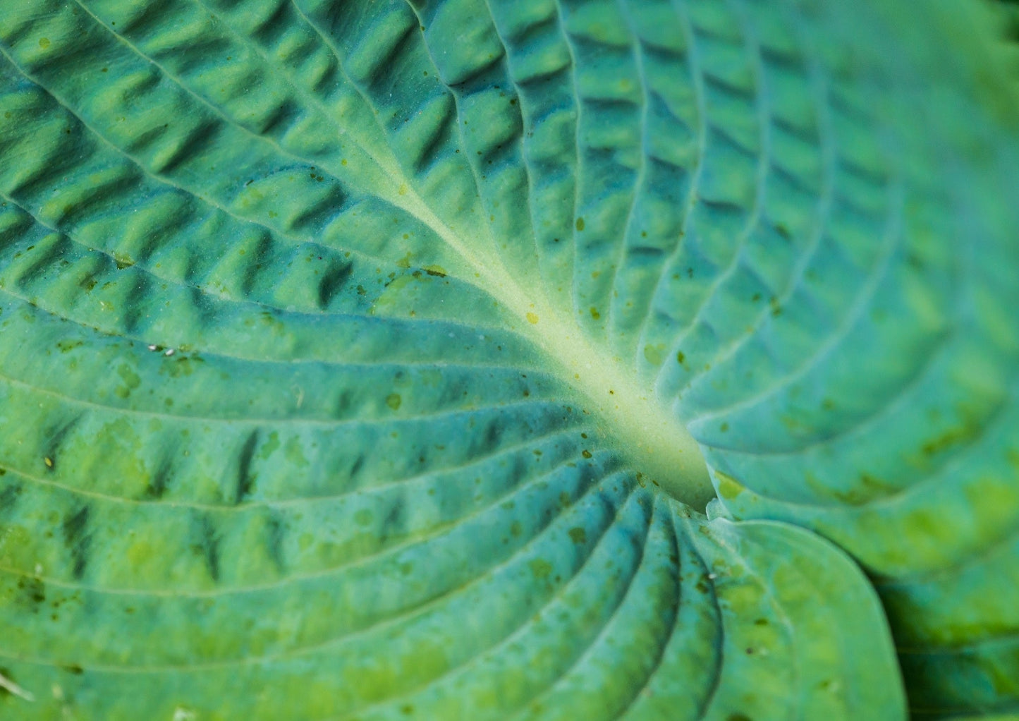 Hosta abiqua 'Drinking Gourd' - Marginal Pond Plants - BP045