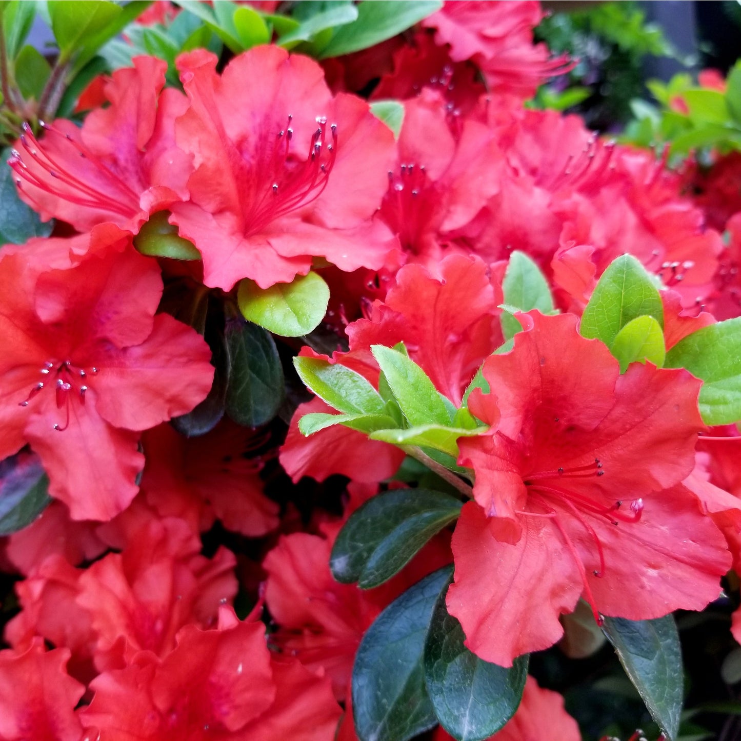 Azalea 'Johanna' 2L