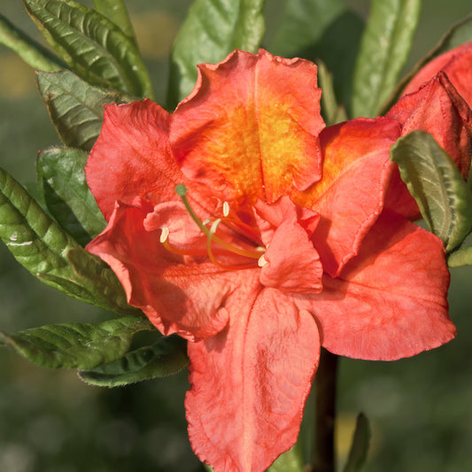 Azalea knaphill 'Hotspur Red' 2L / 5L