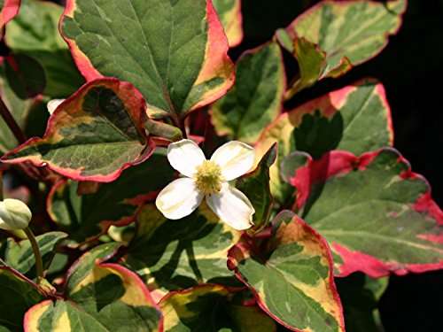 Houttuynia cordata ‘Boo Boo’ - Marginal Pond Plants - MP043