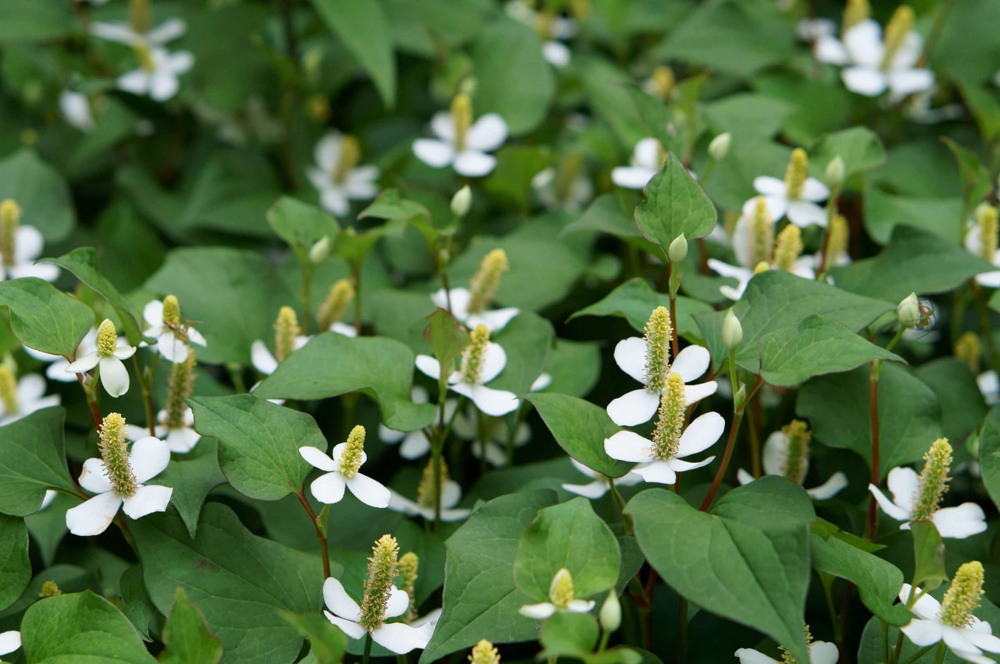 Houttuynia cordata ‘Plena’ (Orange peel plant) - Marginal Pond Plant - MP045