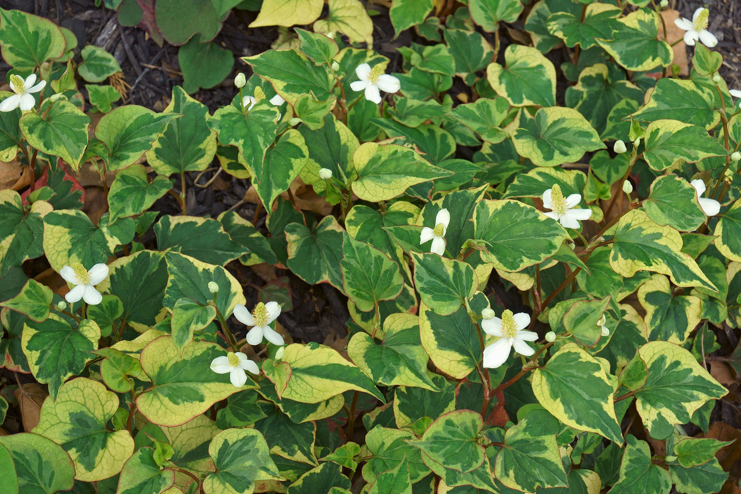 Houttuynia cordata 'Boo Boo' - MP043 Packs