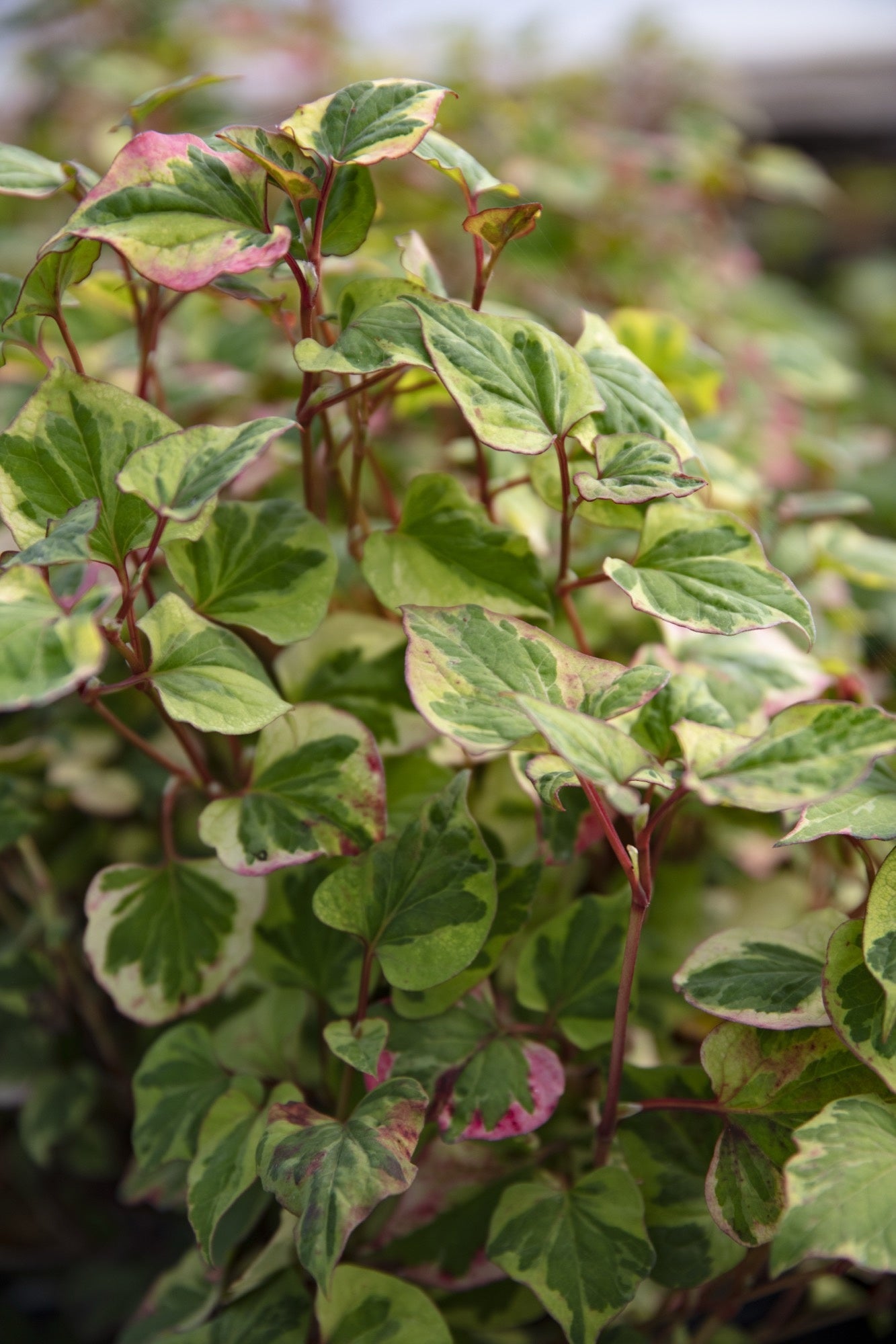 Houttuynia cordata ‘Chameleon’ (Harlequin plant) - Marginal pond plant - MP044