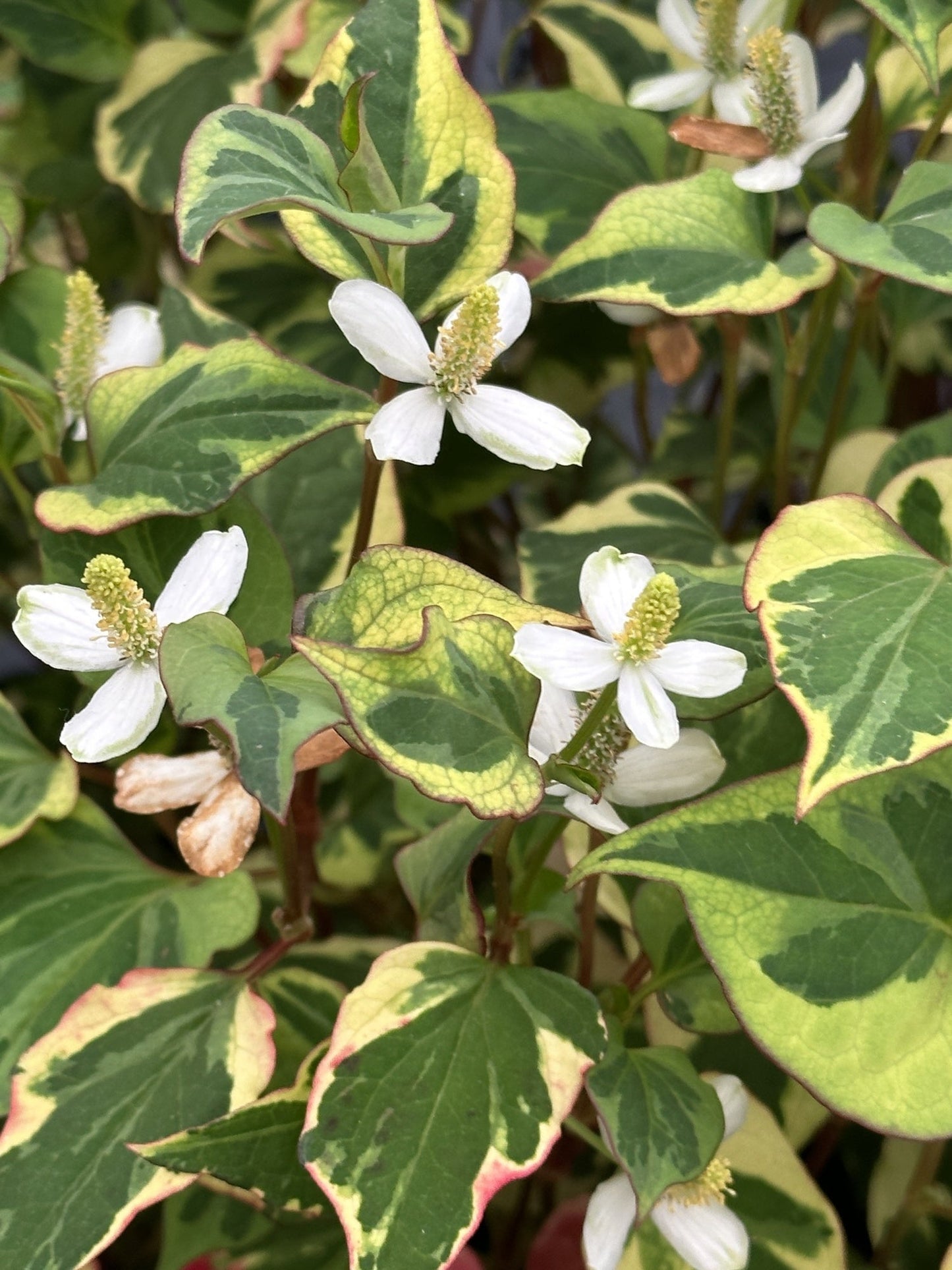 Houttuynia cordata ‘Chameleon’ (Harlequin plant) - Marginal pond plant - MP044