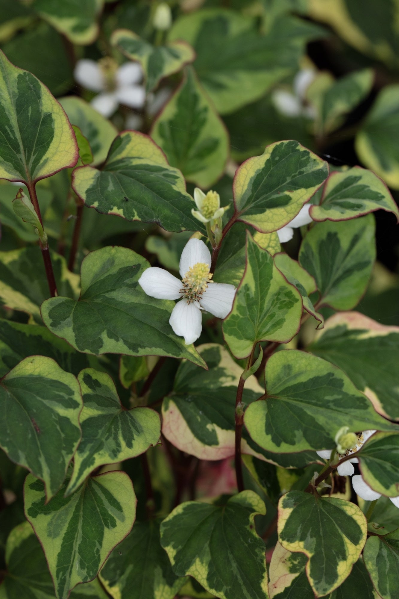 Houttuynia cordata ‘Chameleon’ (Harlequin plant) - Marginal pond plant - MP044