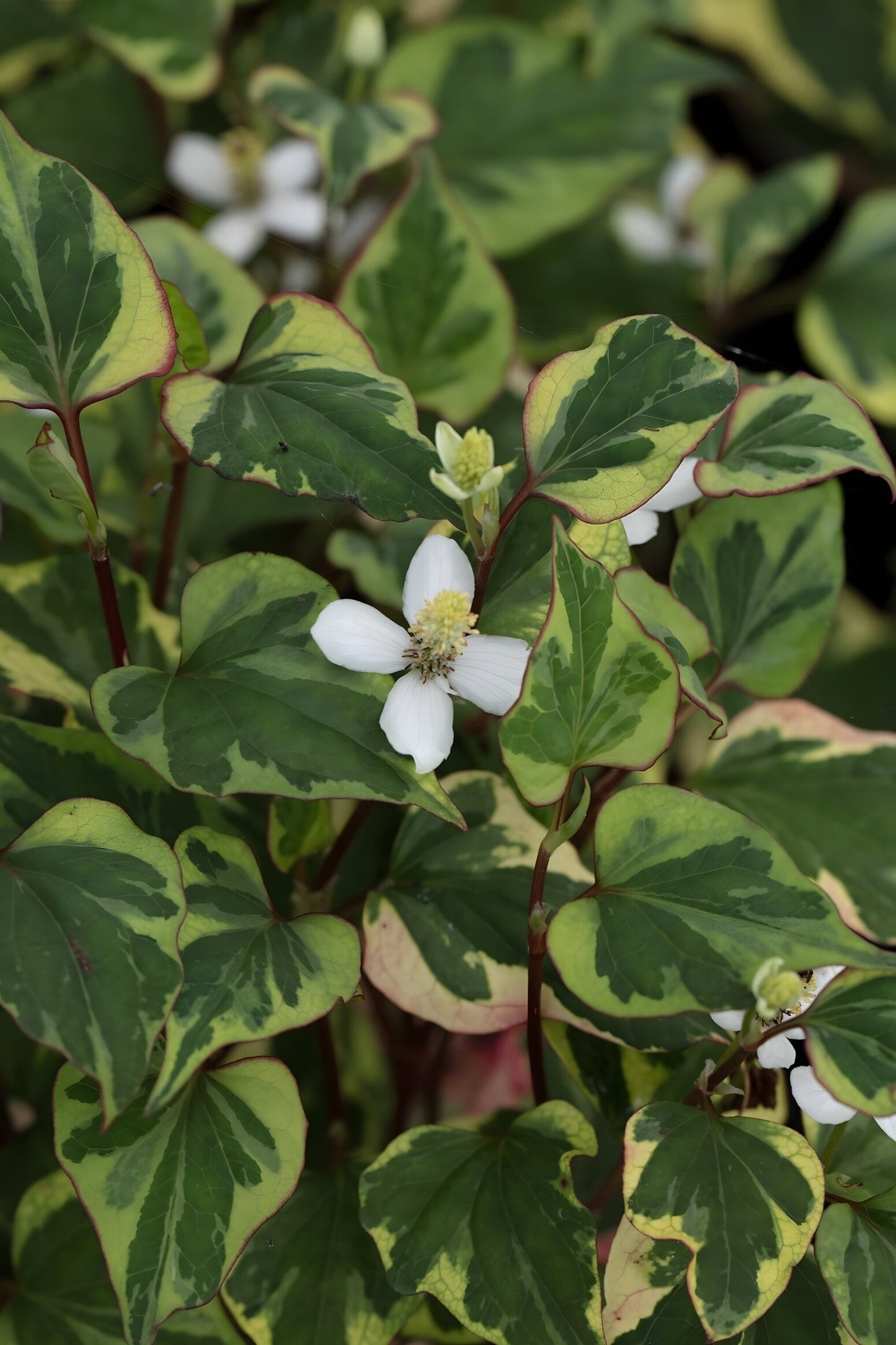 Houttuynia cordata 'Chameleon'