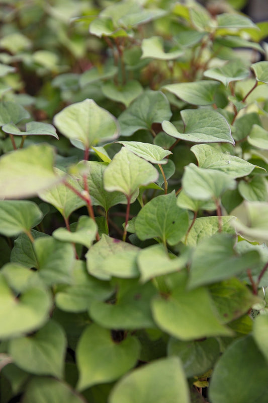 Houttuynia cordata ‘Plena’ (Orange peel plant) - Marginal Pond Plant - MP045