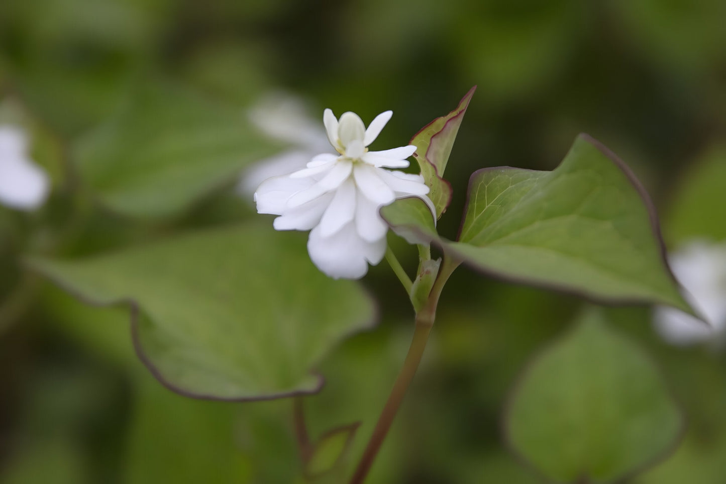 Houttuynia cordata 'Plena'