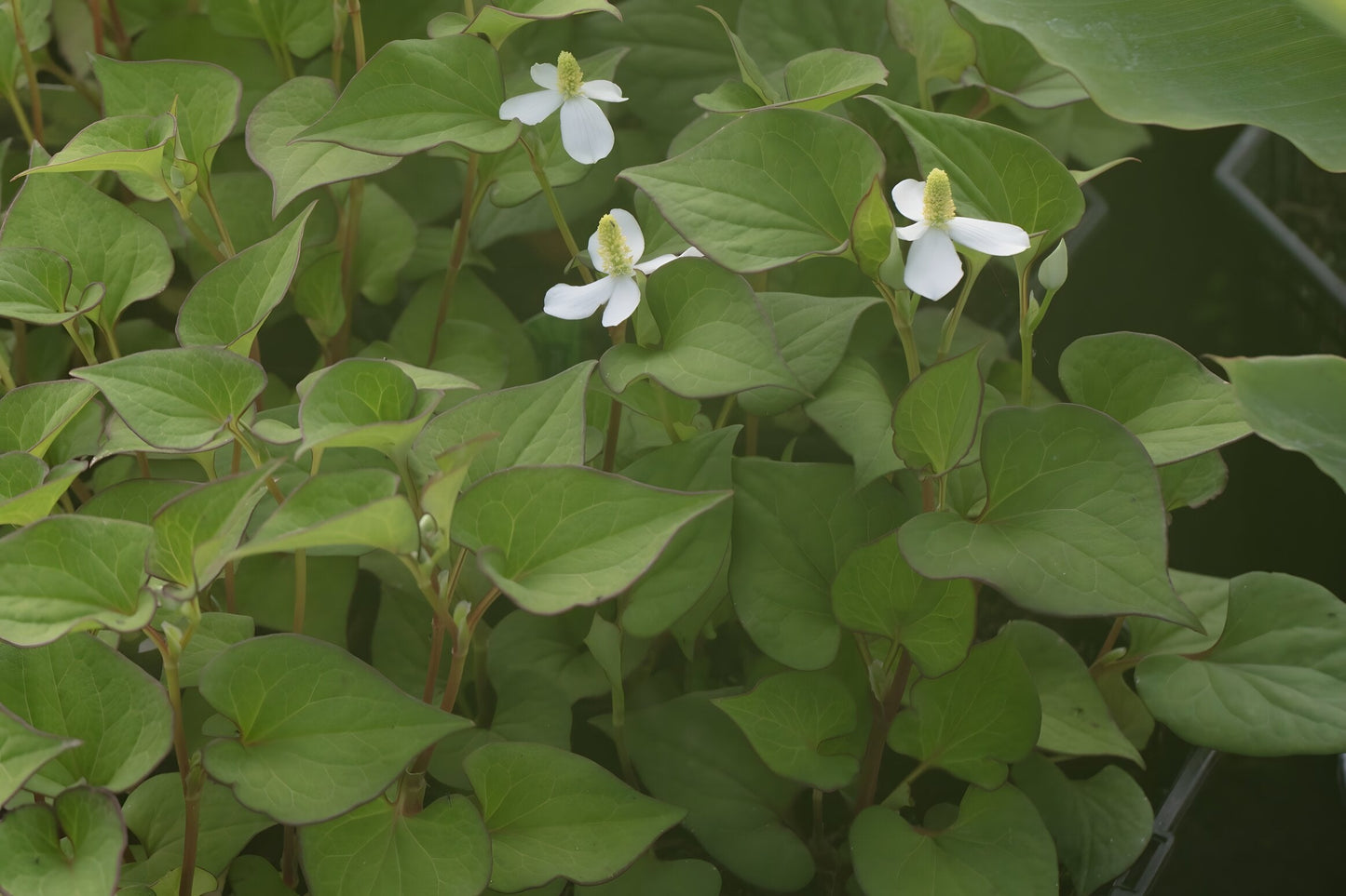Houttuynia cordata 'Plena'