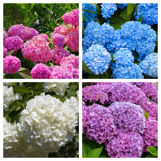 Hydrangea  | Surprise Colour