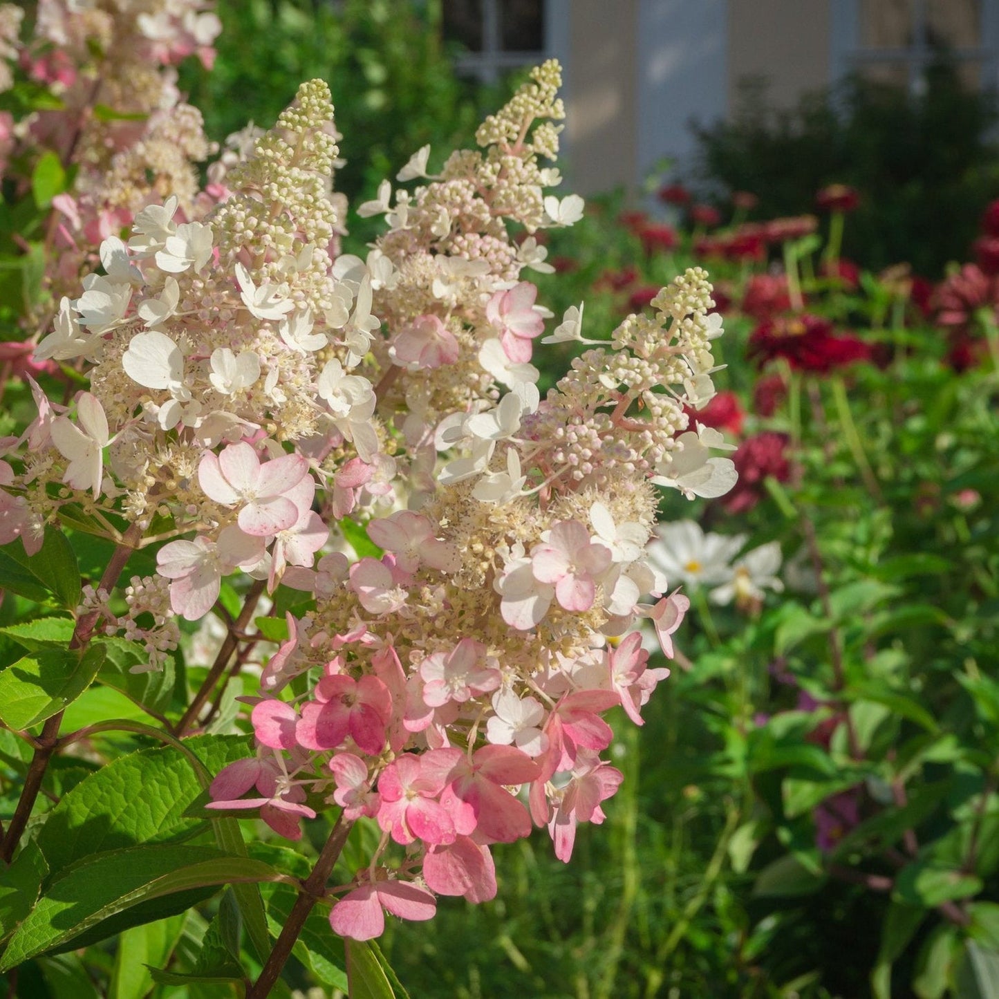 Hydrangea paniculata 'Pinky Winky' 3L / 10L