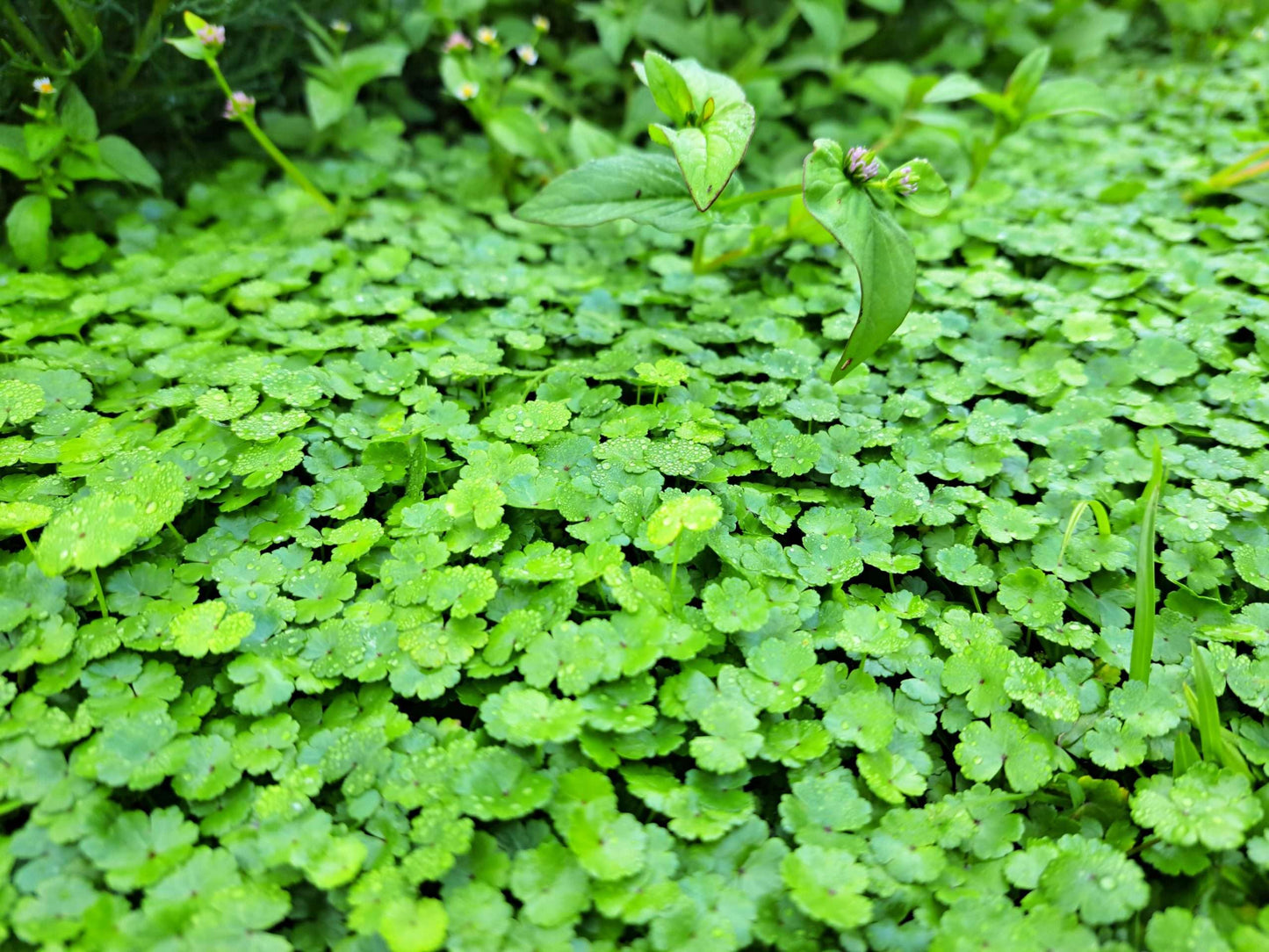 Hydrocotyle vulgaris Nova Zelandiae - Marginal Pond Plants  - Pond Plants - Water Plants - OX010
