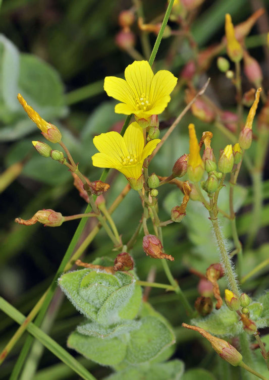 Hypericum elodes (Marsh St John’s Wort) - Marginal Pond Plants - MP047