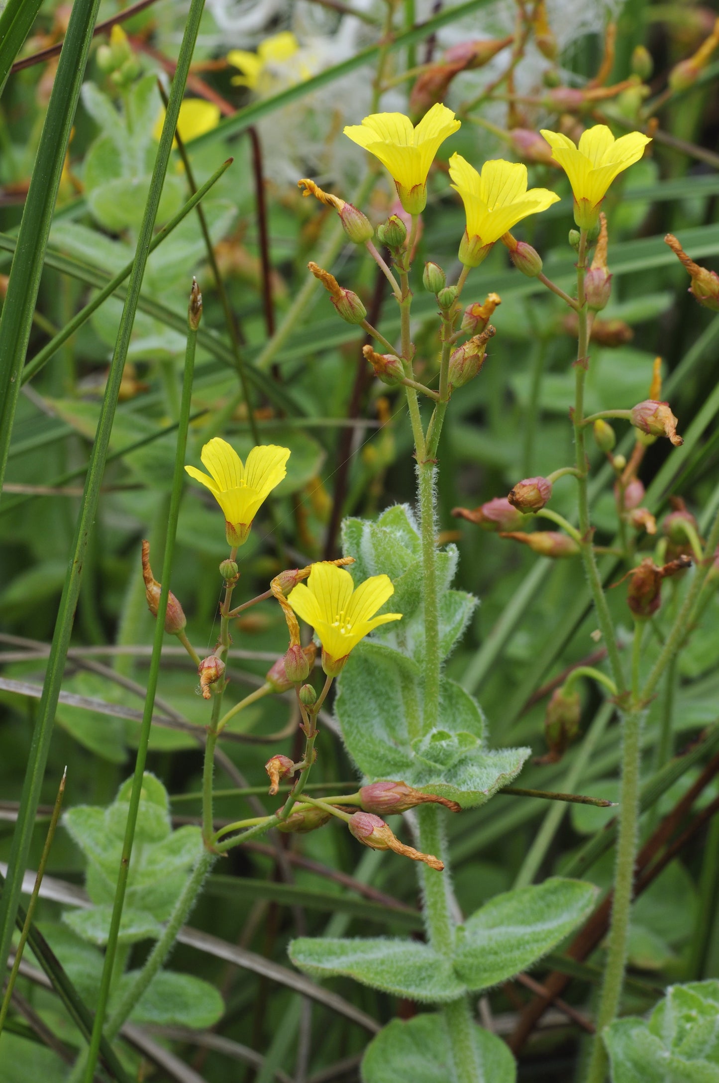 Hypericum elodes (Marsh St John’s Wort) - Marginal Pond Plants - MP047