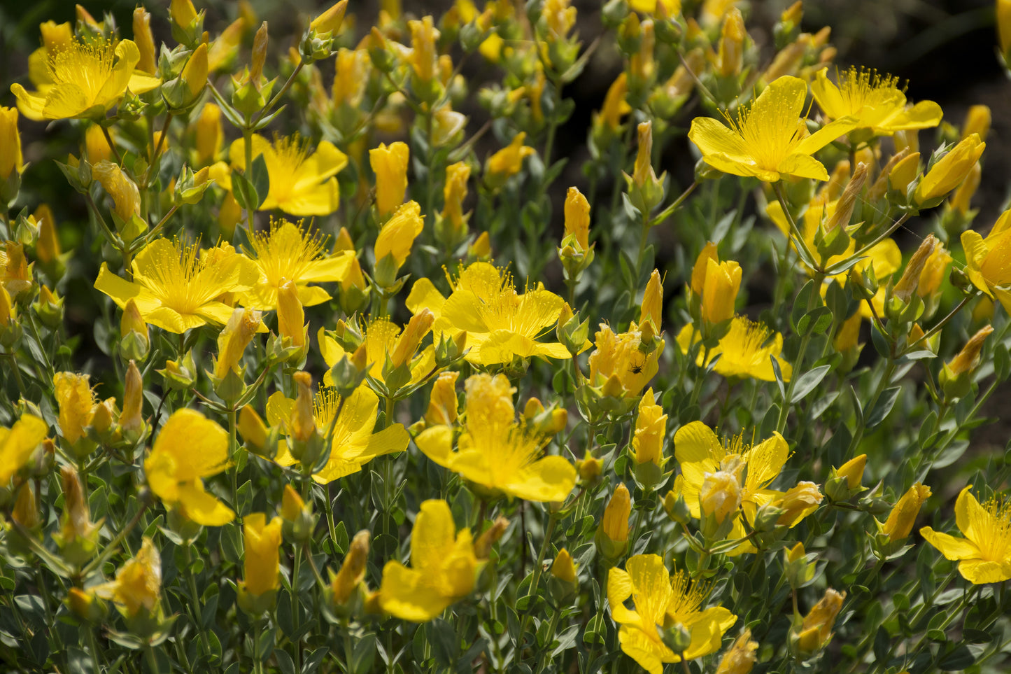 Hypericum polyphyllum 'Grandiflorum' - Marginal Pond Plants - MP047B