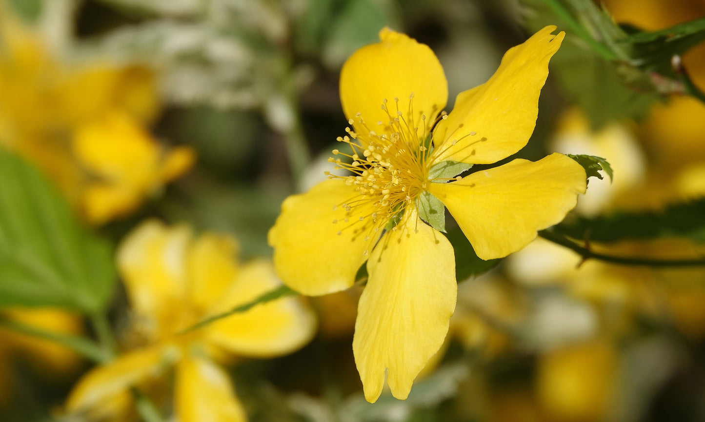 Hypericum polyphyllum 'Grandiflorum' - Marginal Pond Plants - MP047B