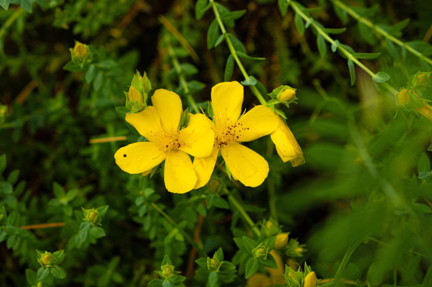 Hypericum polyphyllum 'Grandiflorum' - Marginal Pond Plants - MP047B