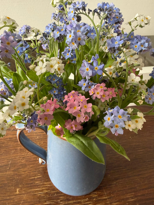 Forget-me-not Victoria Mixed