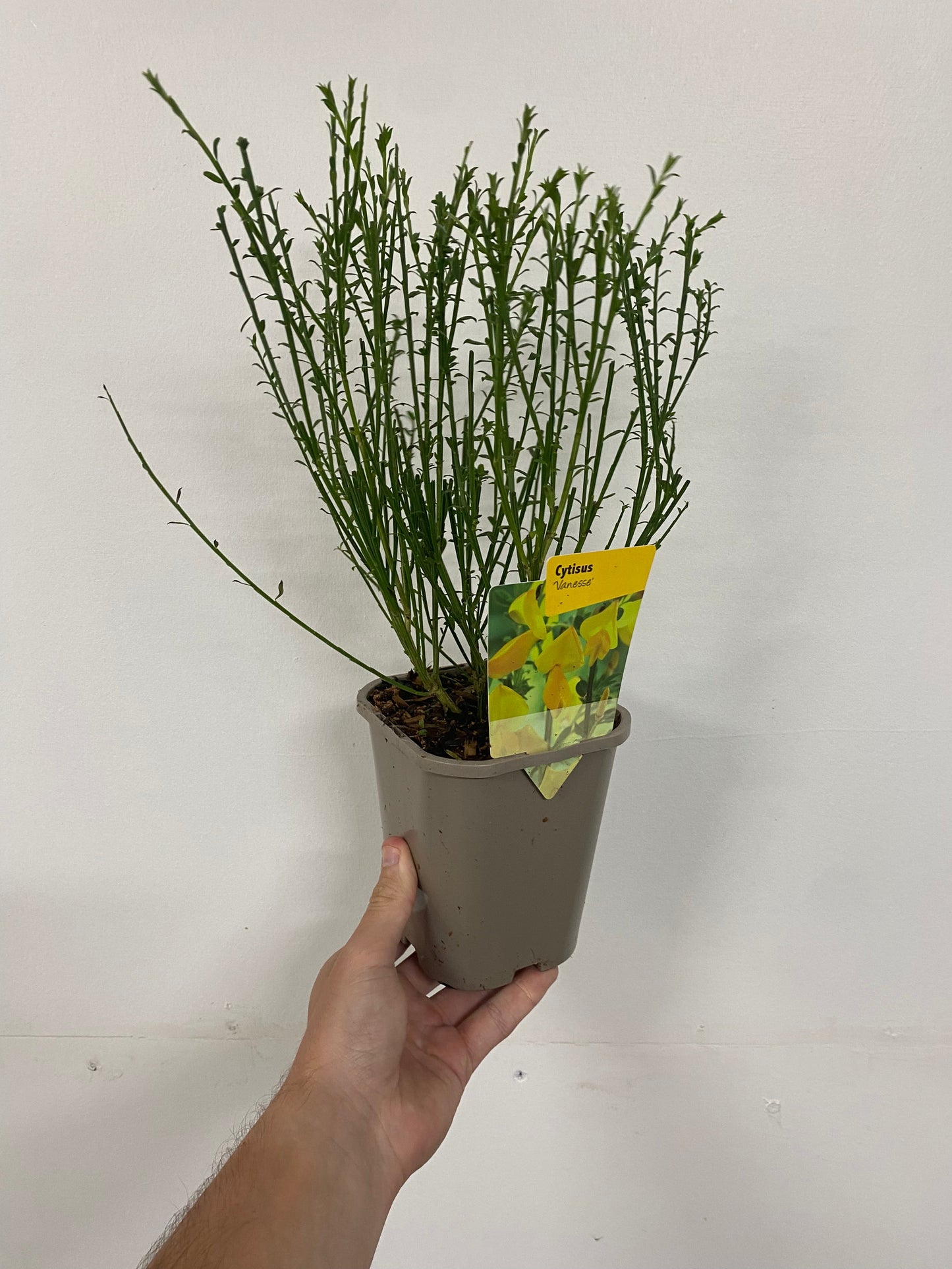 Cytisus 'Vanesse' 1L / 2L