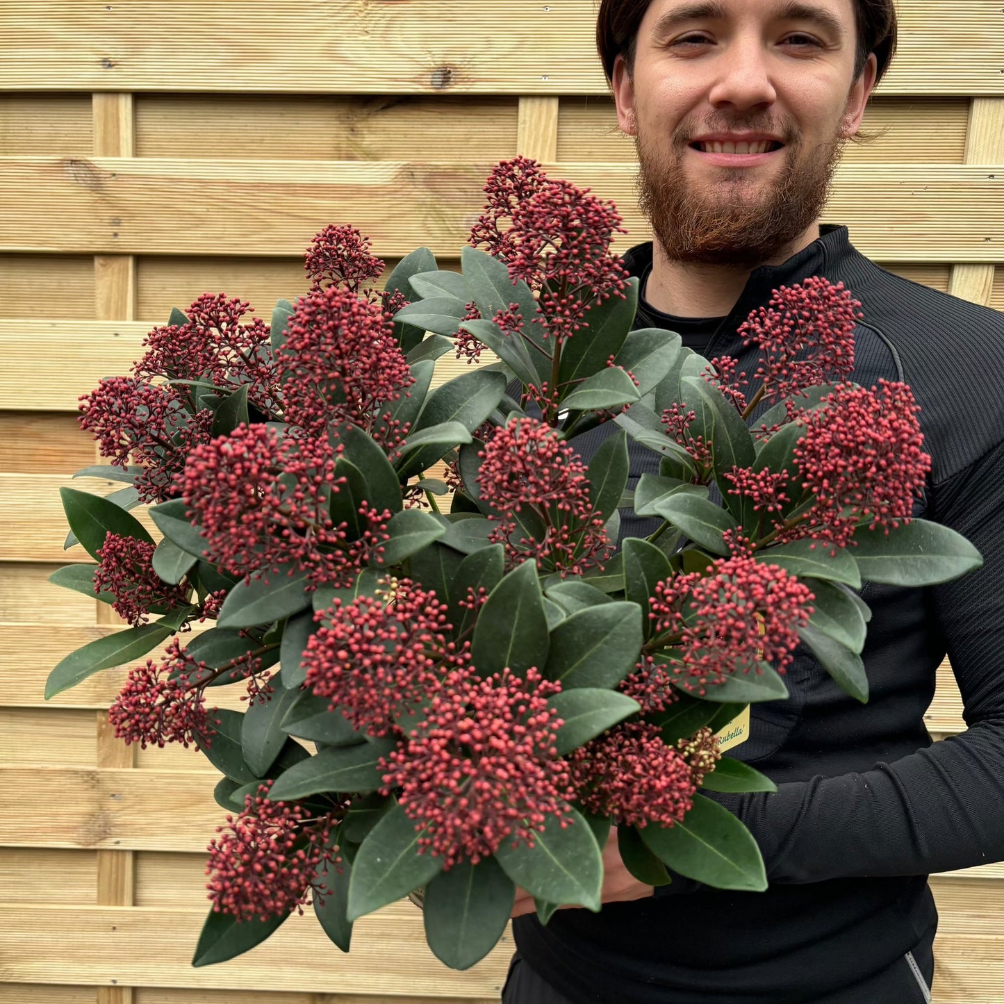 Skimmia japonica Rubella 9cm-12L
