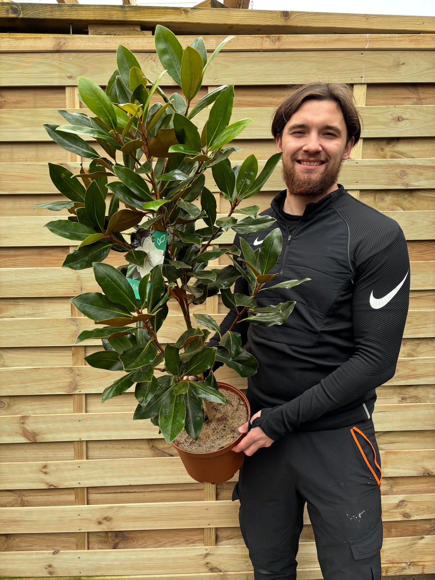 Evergreen Magnolia | Magnolia grandiflora 'Little Gem' | 50-60cm, 90-100cm