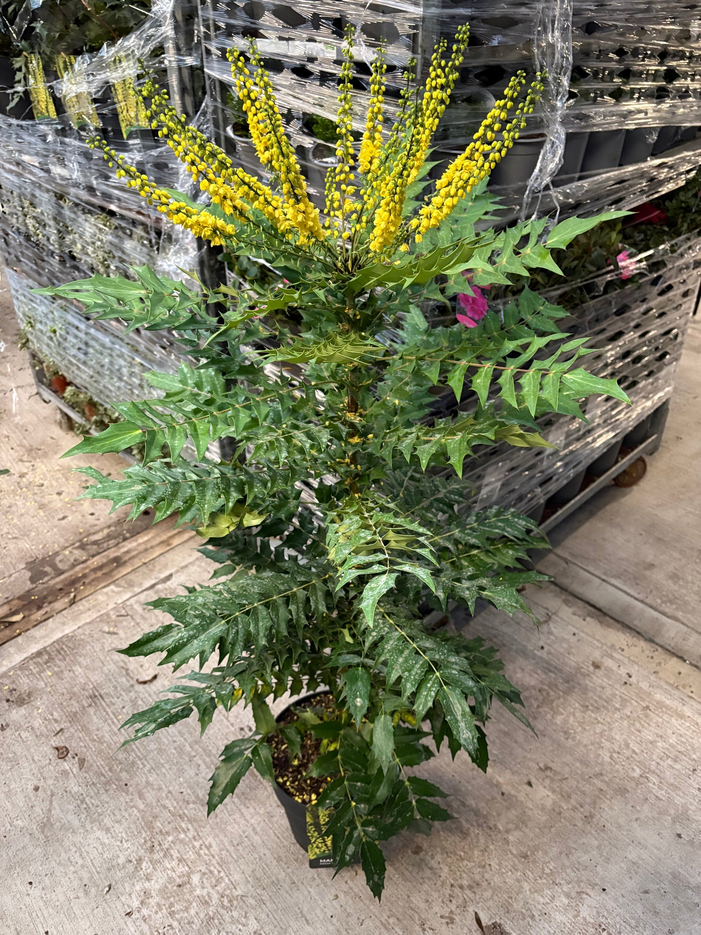 Mahonia 'Winter Sun' 11cm/10L