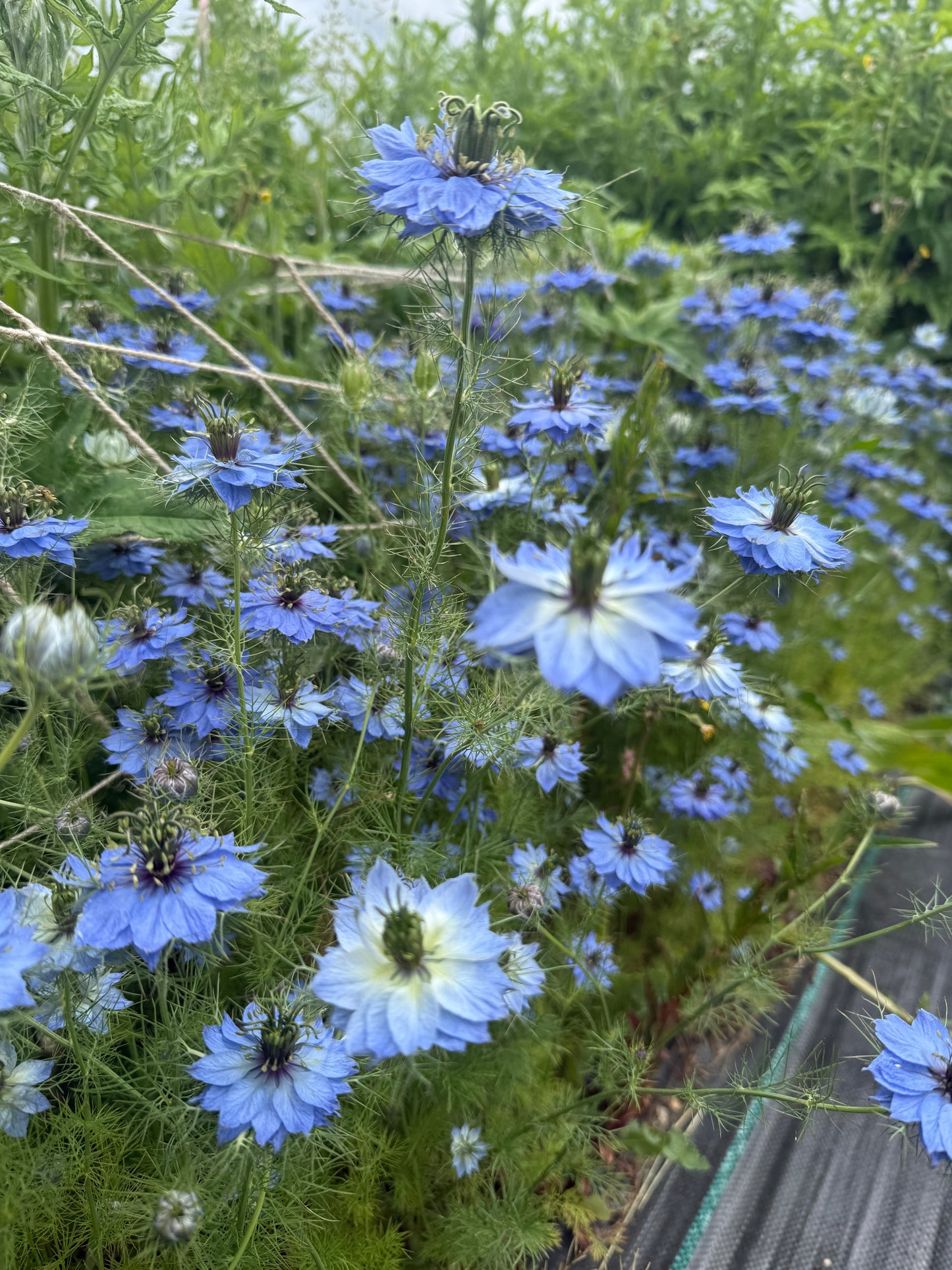Nigella 'Miss Jekyll' Blue (Love-in-a-mist)